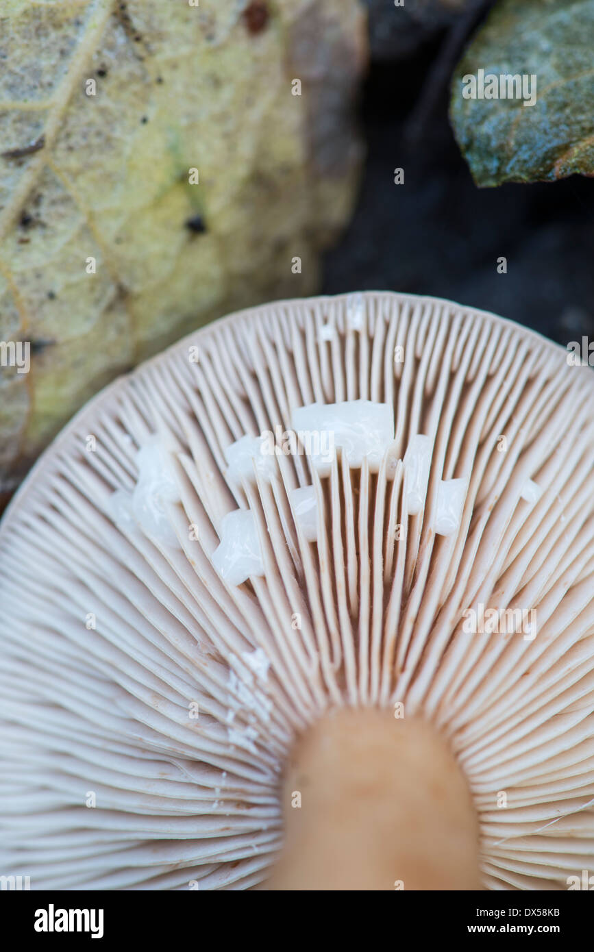 Lieve Milkcap fungo: Lactarius subdulcis. "Latte" essendo essudati dal danneggiato le branchie. Surrey, Inghilterra. Foto Stock