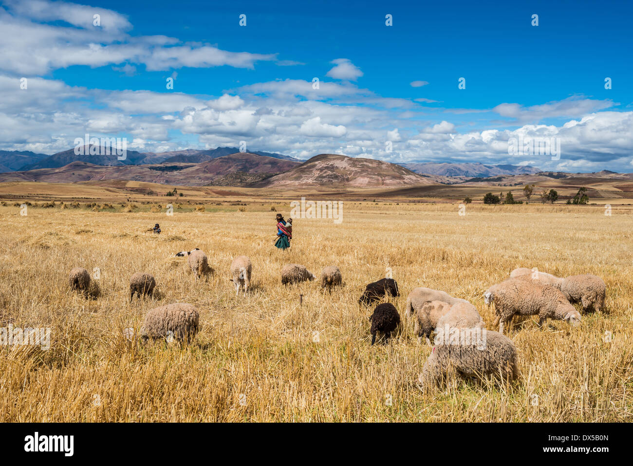 Donna pastore nelle Ande peruviane a Cuzco Perù Foto Stock