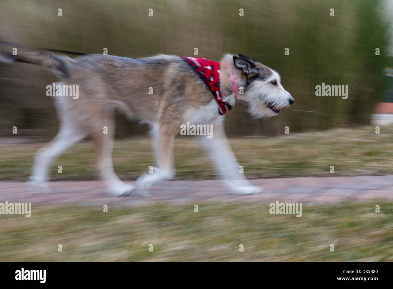 Razza cane Bandana con passeggiate, STATI UNITI D'AMERICA Foto Stock