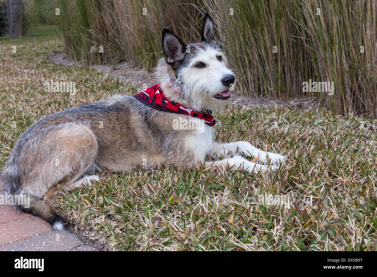 Razza cane con Bandana, STATI UNITI D'AMERICA Foto Stock