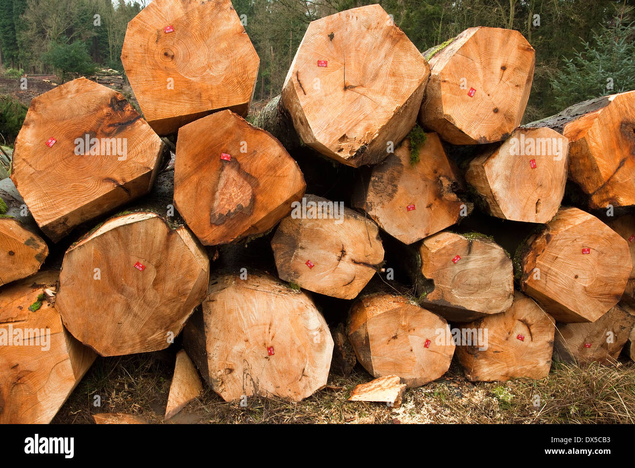 Raccolta di legname di legno duro pila di legno di faggio su Cannock Chase Area di straordinaria bellezza naturale nel tardo inverno Staffordshire Foto Stock