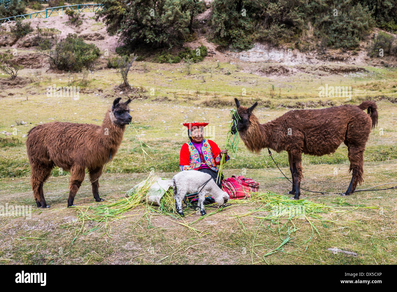 Cuzco, Perù - Luglio 13, 2013: donna alimentazione di alpaca e pecore vicino Tambomachay rovine Incas in a Cuzco Perù su luglio 13th, 2013 Foto Stock