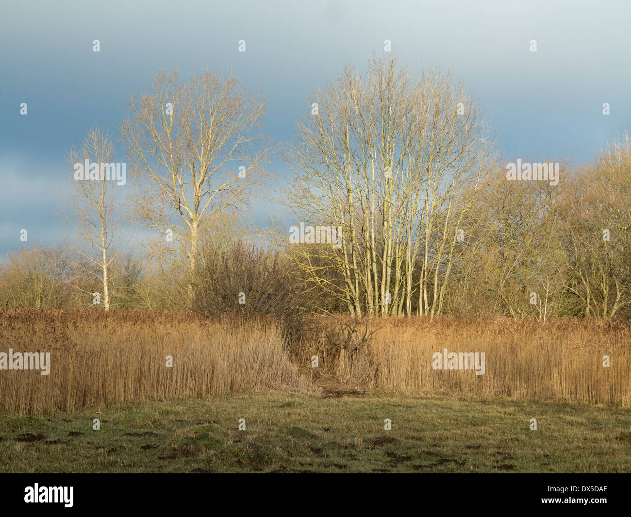 Sunny scena invernale con canneti a rspb fowlmere riserva naturale cambridgeshire England Regno Unito Foto Stock