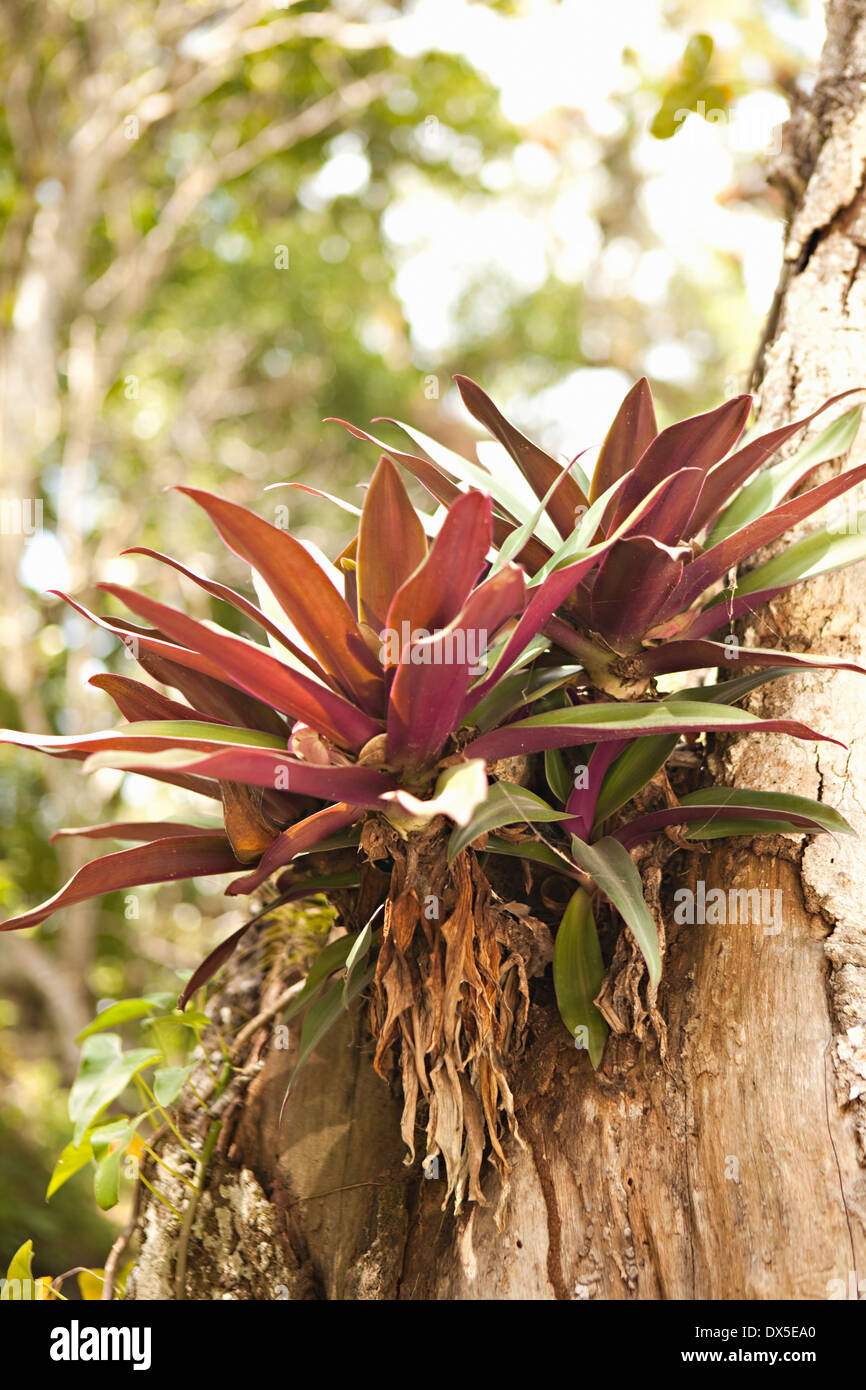 Tropical piante succulente crescente da corteccia di albero Foto Stock