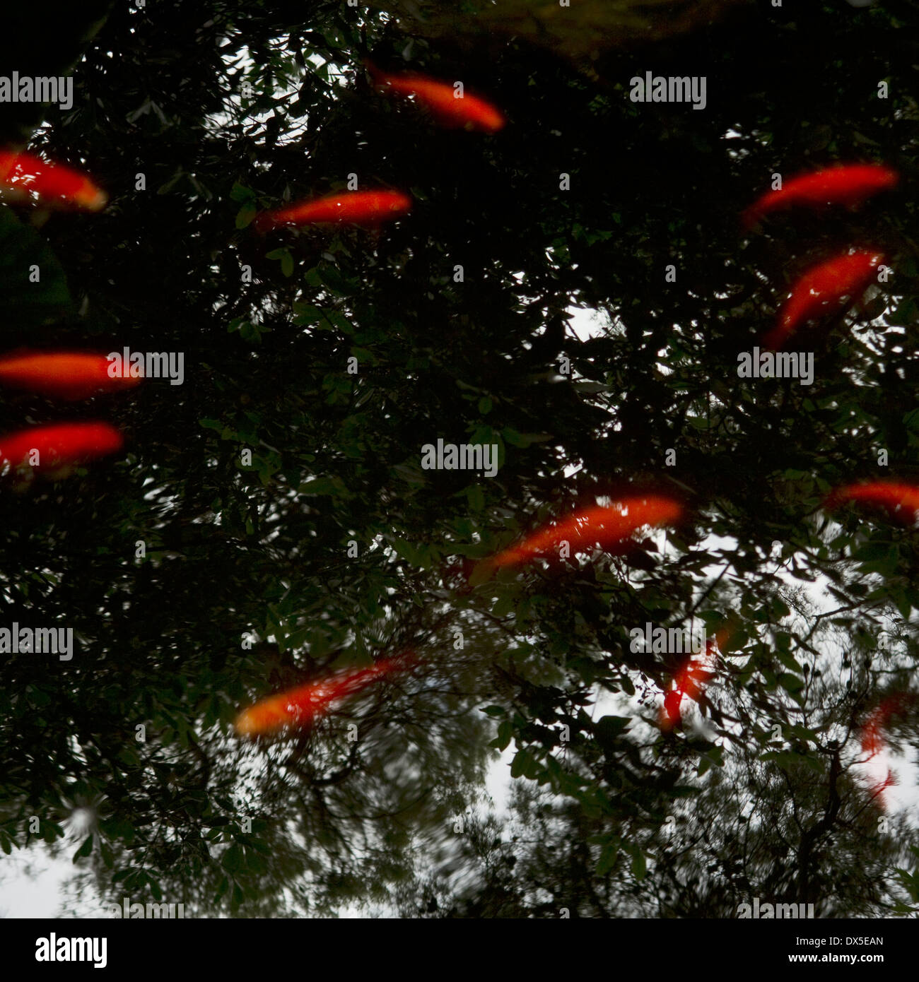 Un immagine meditativa della goldfish nuoto in piscina con riflessi di alberi e cielo in acqua ancora Foto Stock