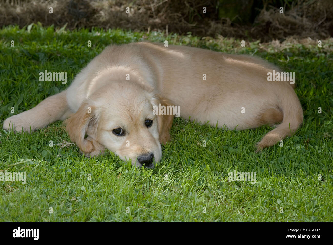 Noce moscata, Yorkbeach Bay Patrol, 9 settimana femmina vecchia golden retriever cucciolo si trova in zona ombreggiata di erba durante le calde giornate estive Foto Stock