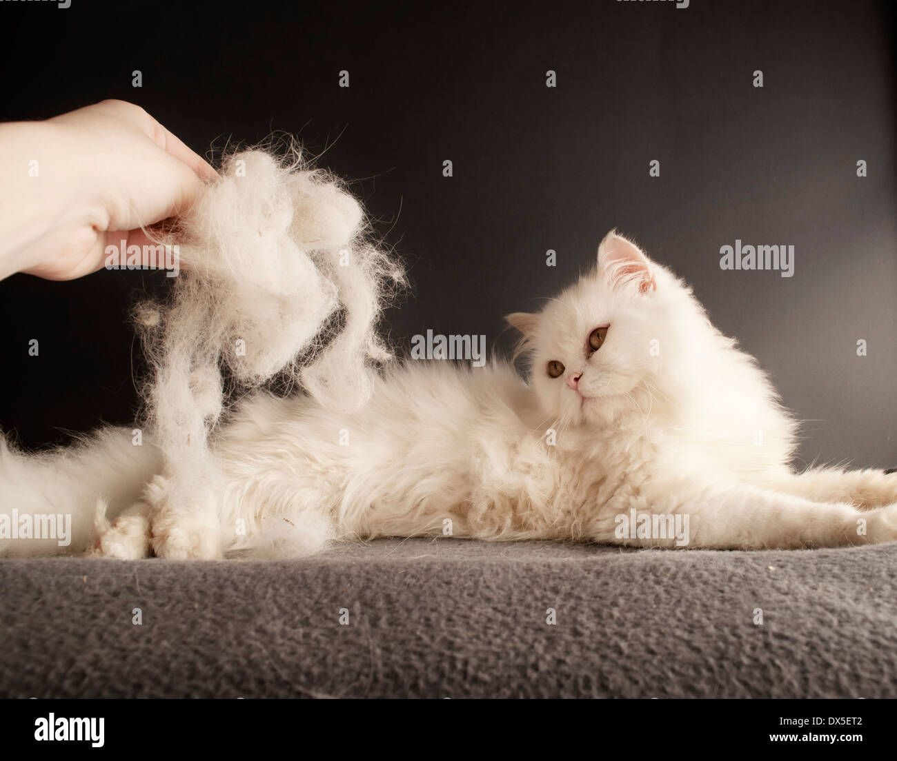 Peli di gatto Foto Stock