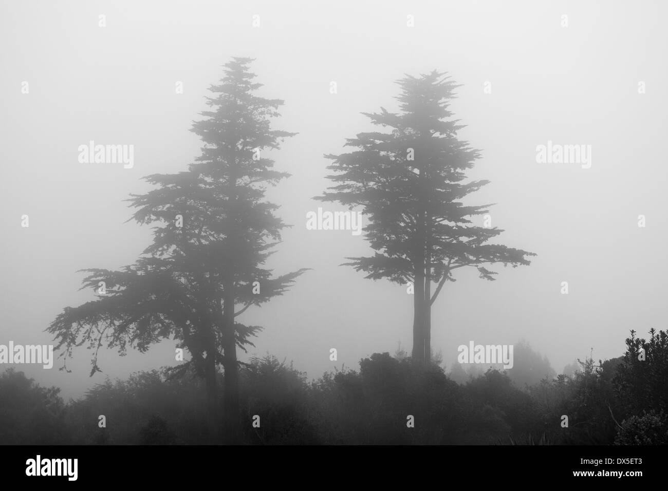 Due alberi di pino nella nebbia / bassa cloud Foto Stock