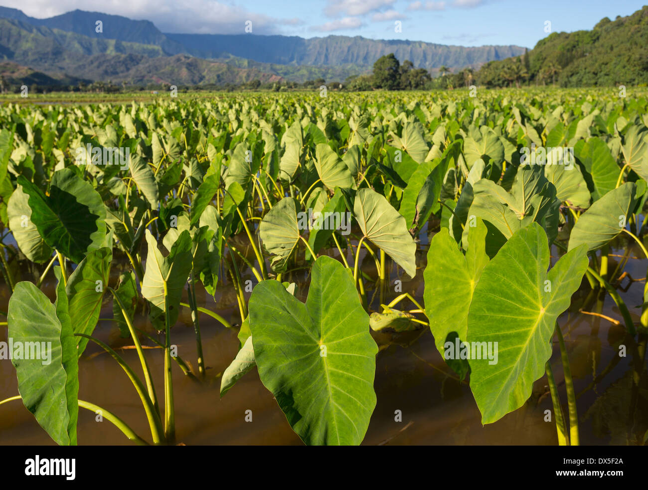 Impianti di taro in Valle di Hanalei sull isola di Kauai, Hawaii, STATI UNITI D'AMERICA Foto Stock