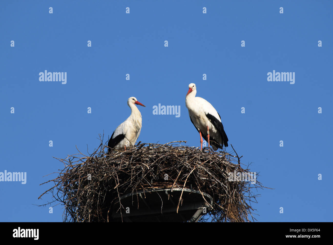 Jan un Marie Childs la cicogna bianca matura in Zyffllich Foto Stock