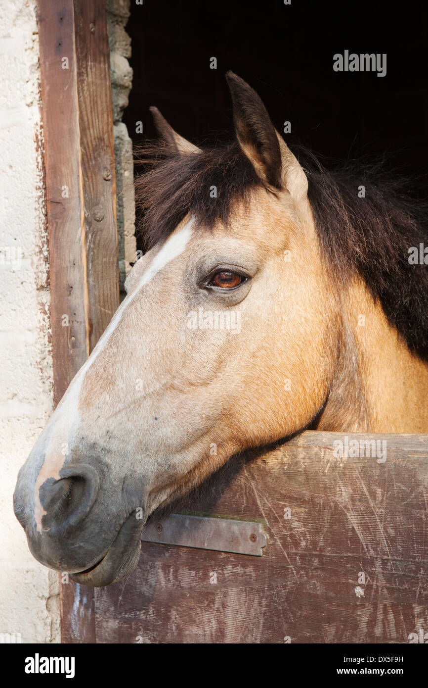 Cavallo marrone affacciato sulla porta della stalla Foto Stock