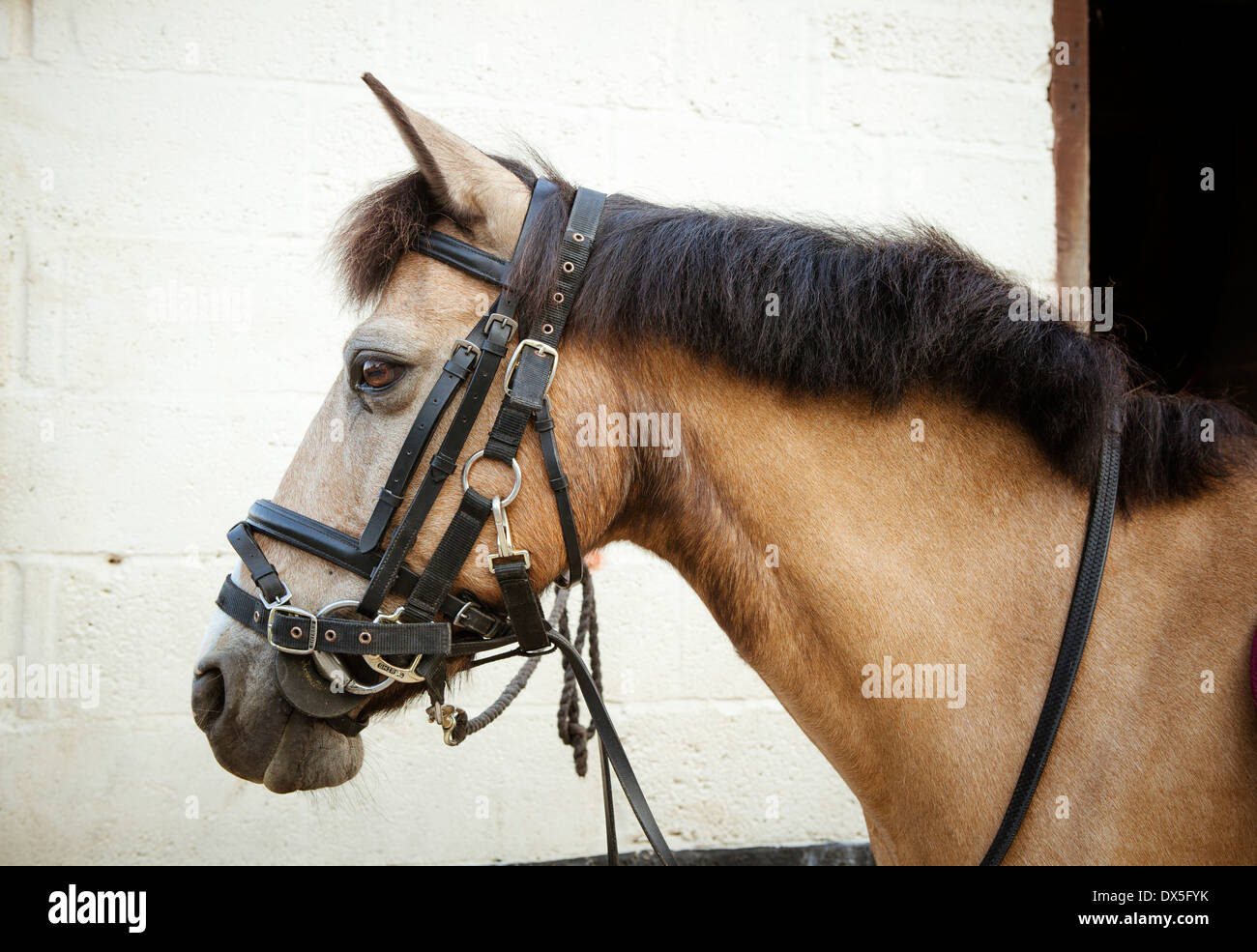 Femmina marrone cavallo briglia permanente pronto per l'equitazione e racing Foto Stock