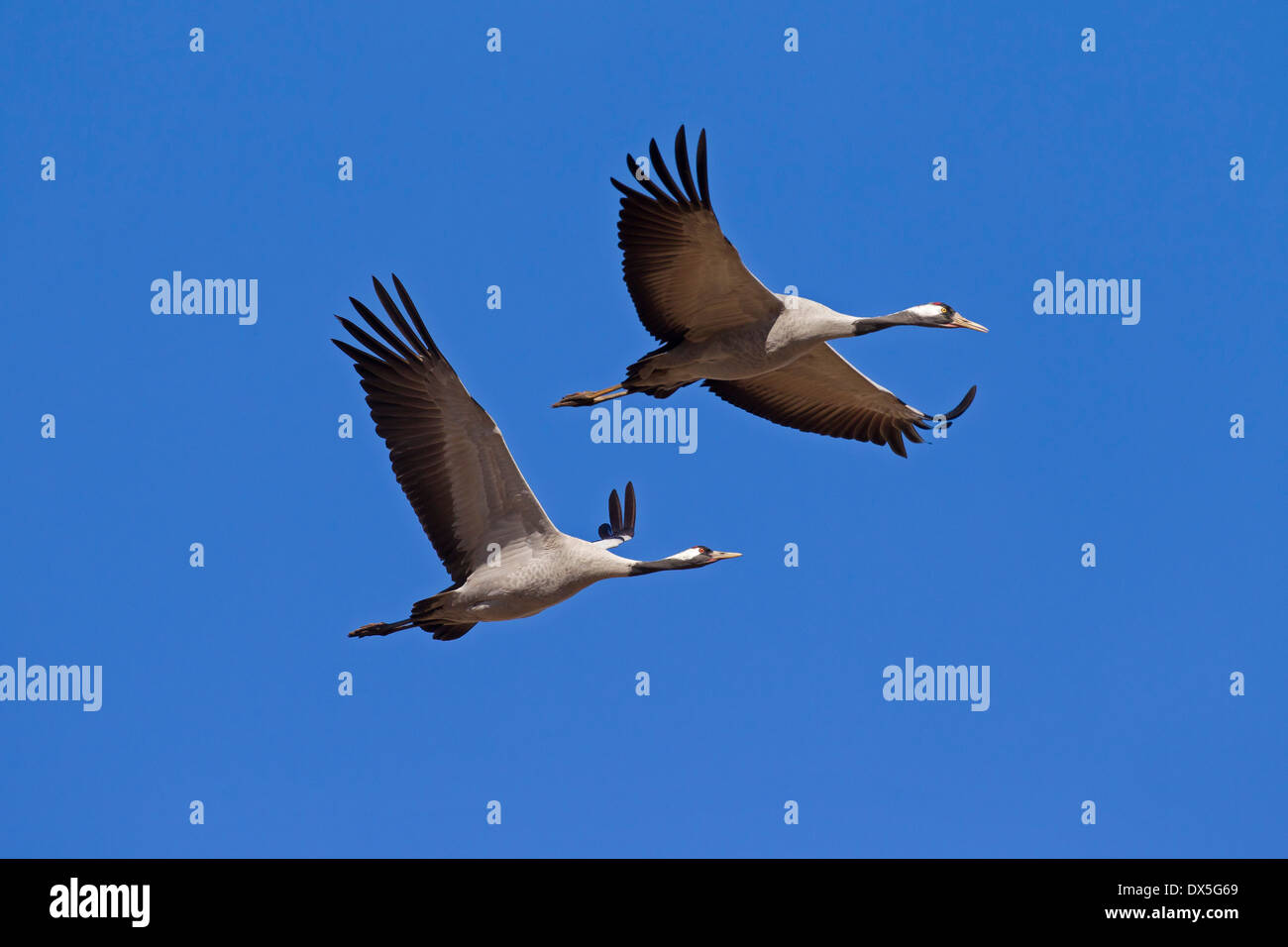 Due gru Comune / gru eurasiatica (grus grus) in volo contro il cielo blu Foto Stock