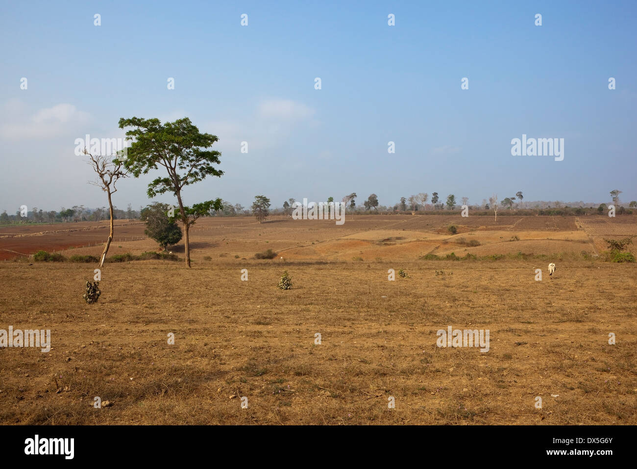 Le zone aride del Sud paesaggio indiano con campi agricoli dello stato indiano del Karnataka Foto Stock