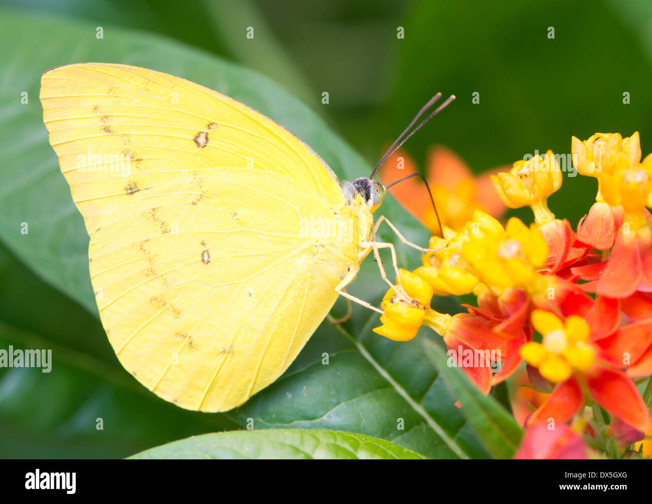 Giallo Philea Phoebis farfalla su un fiore blossom Foto Stock Giallo Philea Phoebis farfalla su un fiore blossom Foto Stock