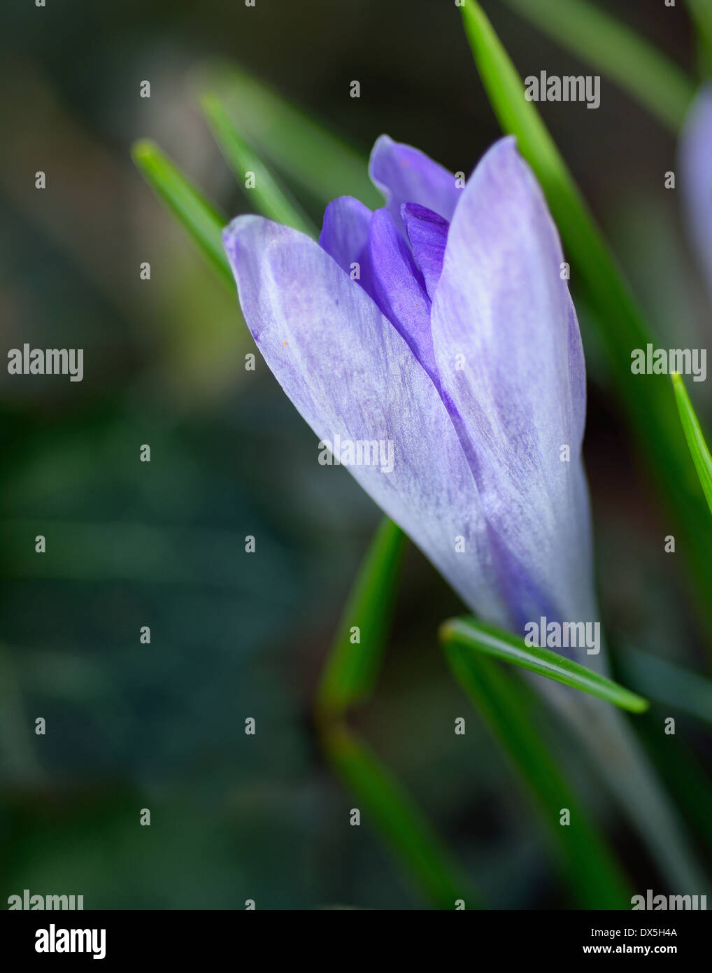 Bellissimo fiore Crocus al tempo di primavera nel giardino. Foto Stock