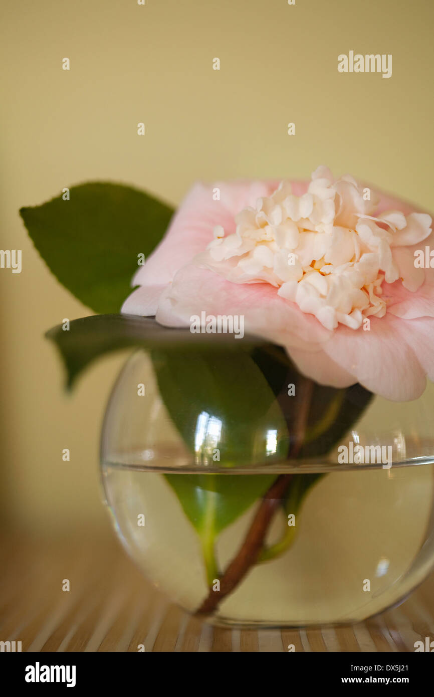 Pink Camellia fiore nel vaso di vetro, close up Foto Stock