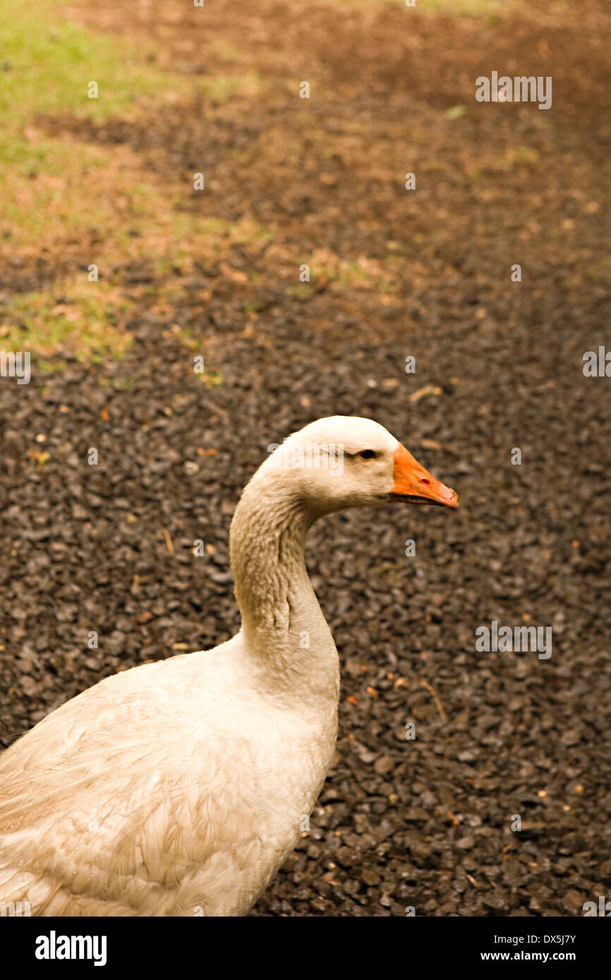 Oca Bianca camminando sulla strada, ad alto angolo di visione Foto Stock