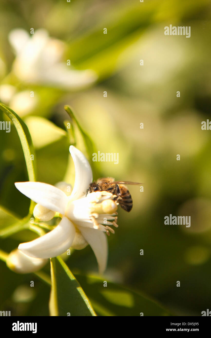Bumble Bee impollinatori white orange blossom fiore, close up, soleggiato Foto Stock