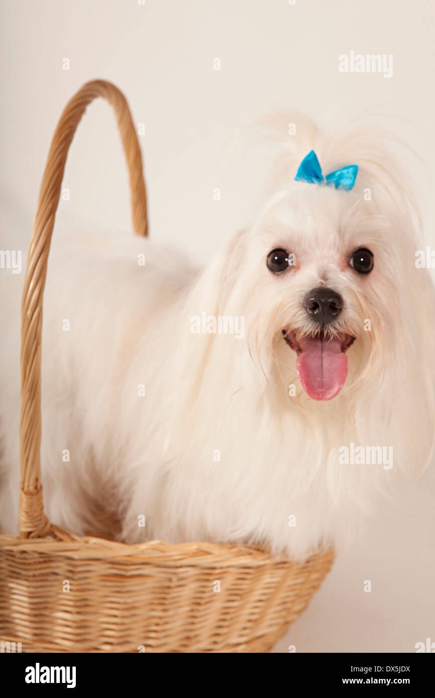 Felice cane bianco con i capelli lunghi e la prua blu sorridente nel cesto su sfondo bianco, ritratto Foto Stock