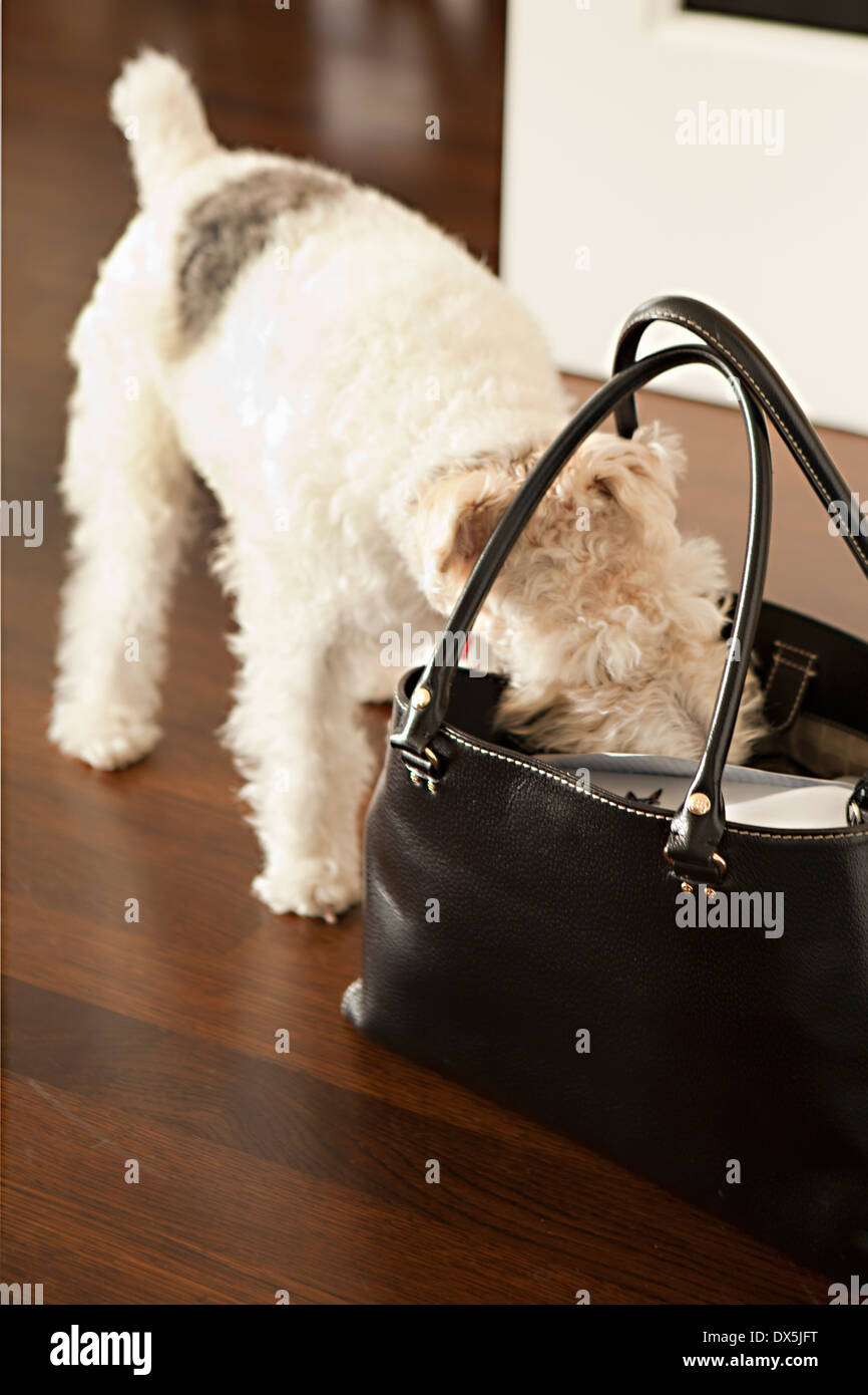 Curioso schnauzer annusando e guardando all'interno della borsa Foto Stock