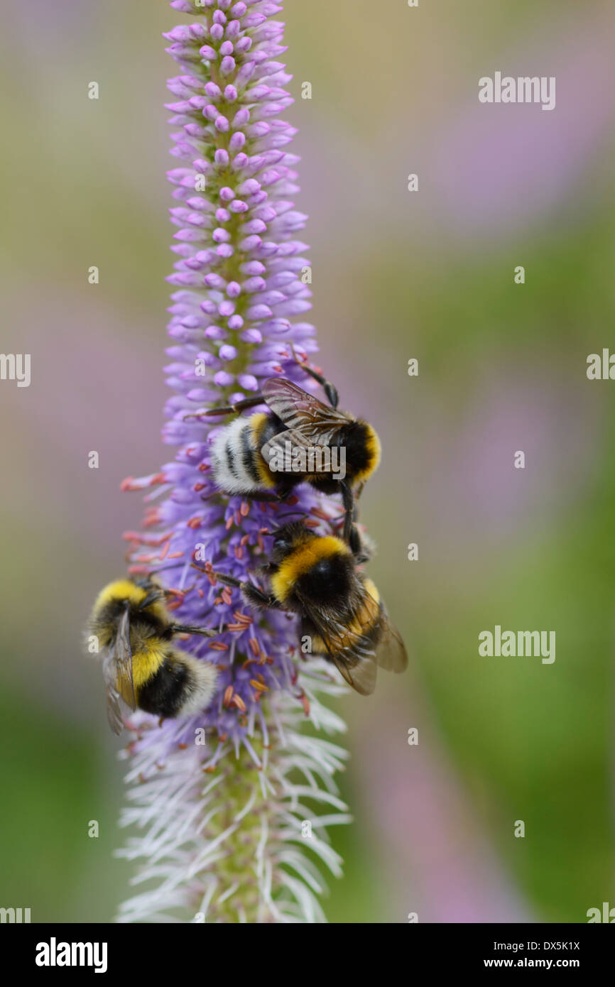Bumble Bees alimentazione su un Veronicastrum sibiricum fiore in un giardino Luglio Foto Stock