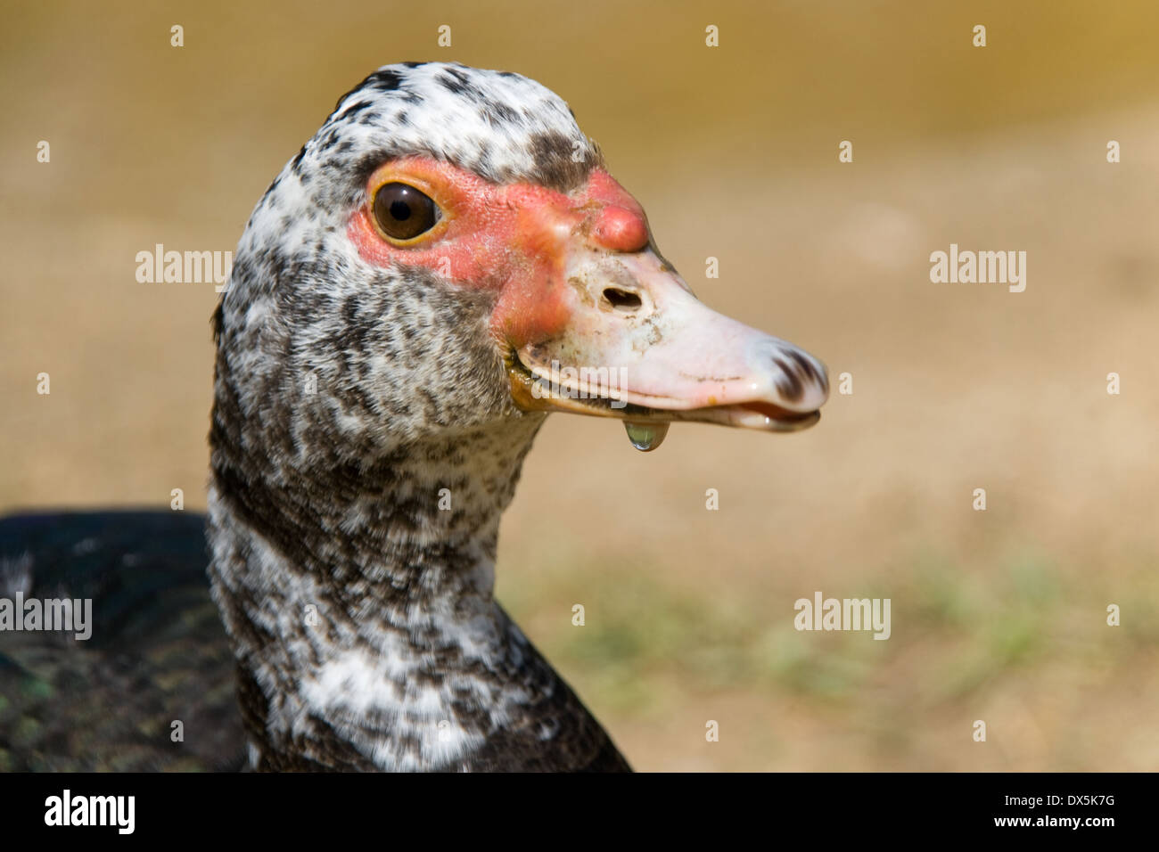 Ritratto di una giovane anatra muta (Cairina moschata). Foto Stock