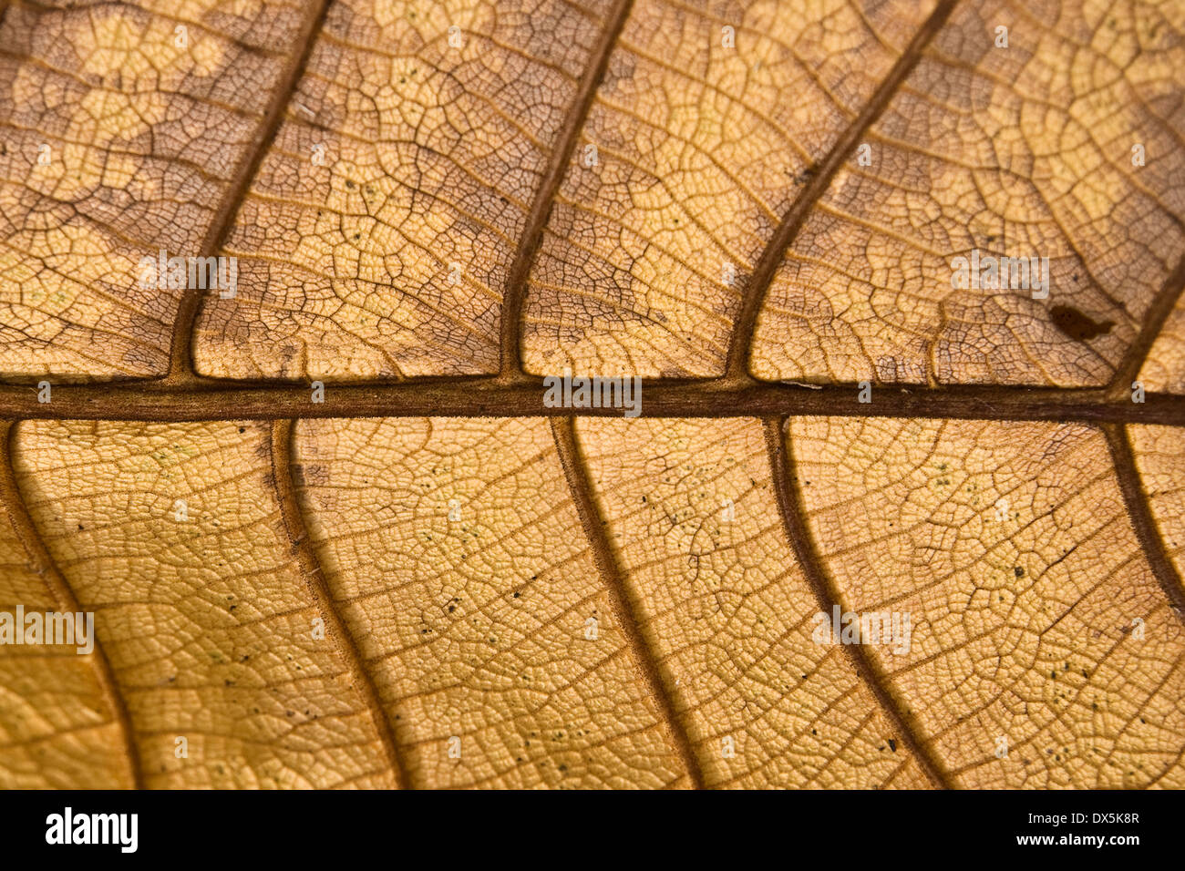 I nervi di una foglia morta. Foto Stock