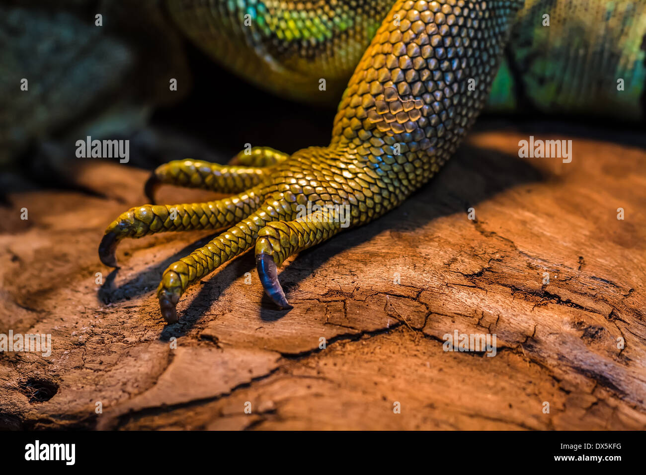 Lucertola guana in natura. Iguana in zoo esotico terrarium Foto Stock