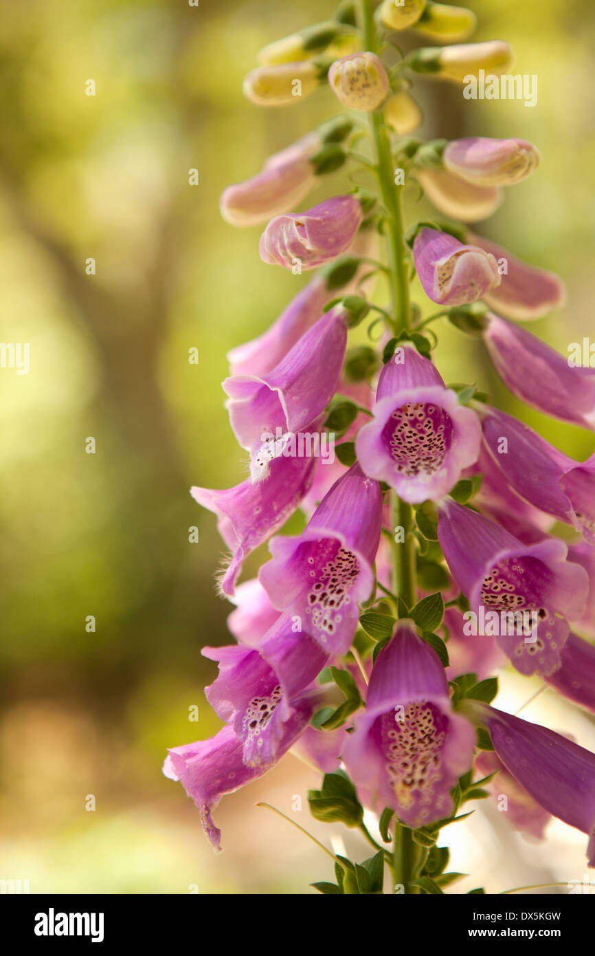 Rosa foxgloves, digitalis, close up Foto Stock