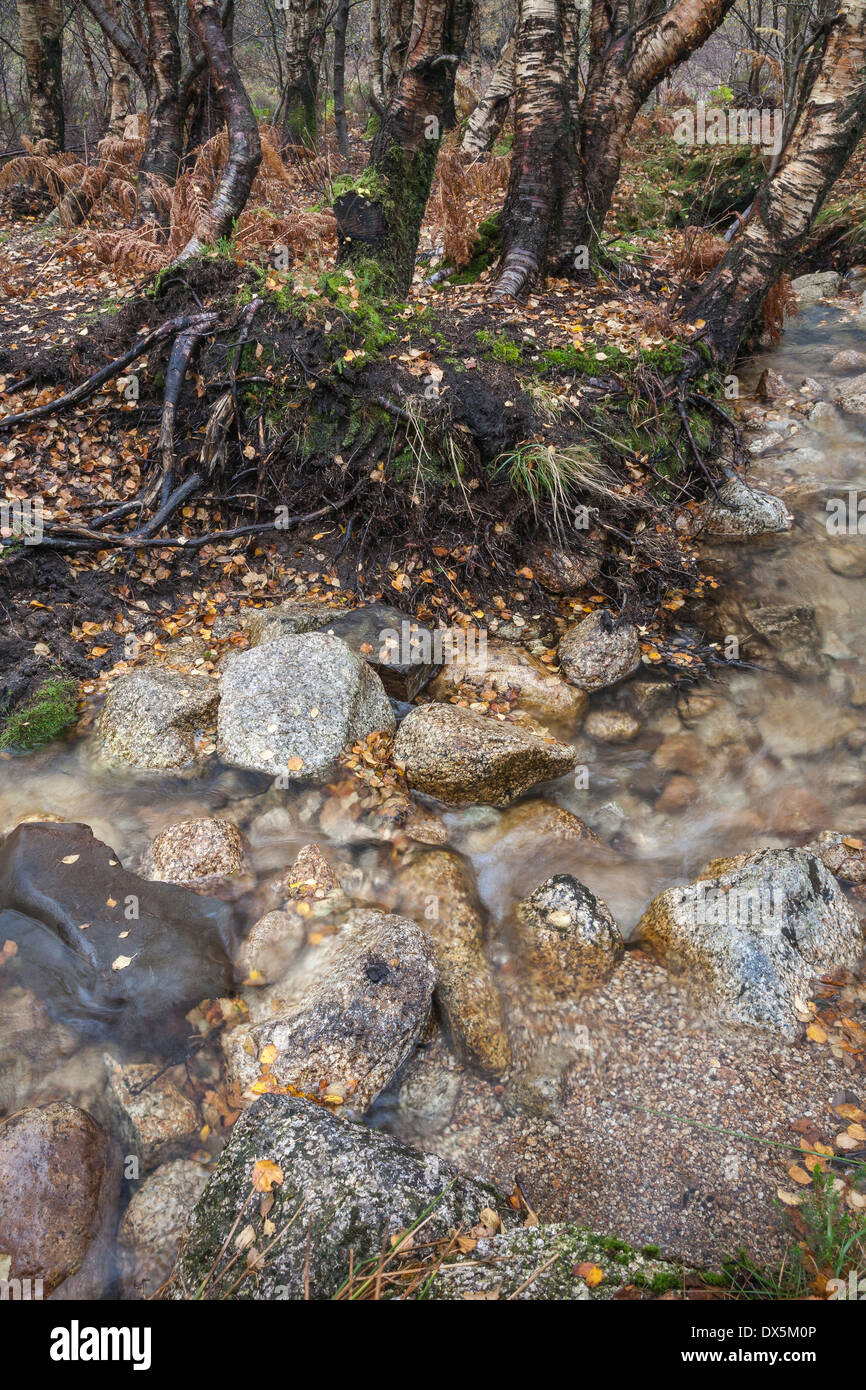 Birch & Burn a Glen Sannox nord sull'isola di Arran in Scozia. Foto Stock