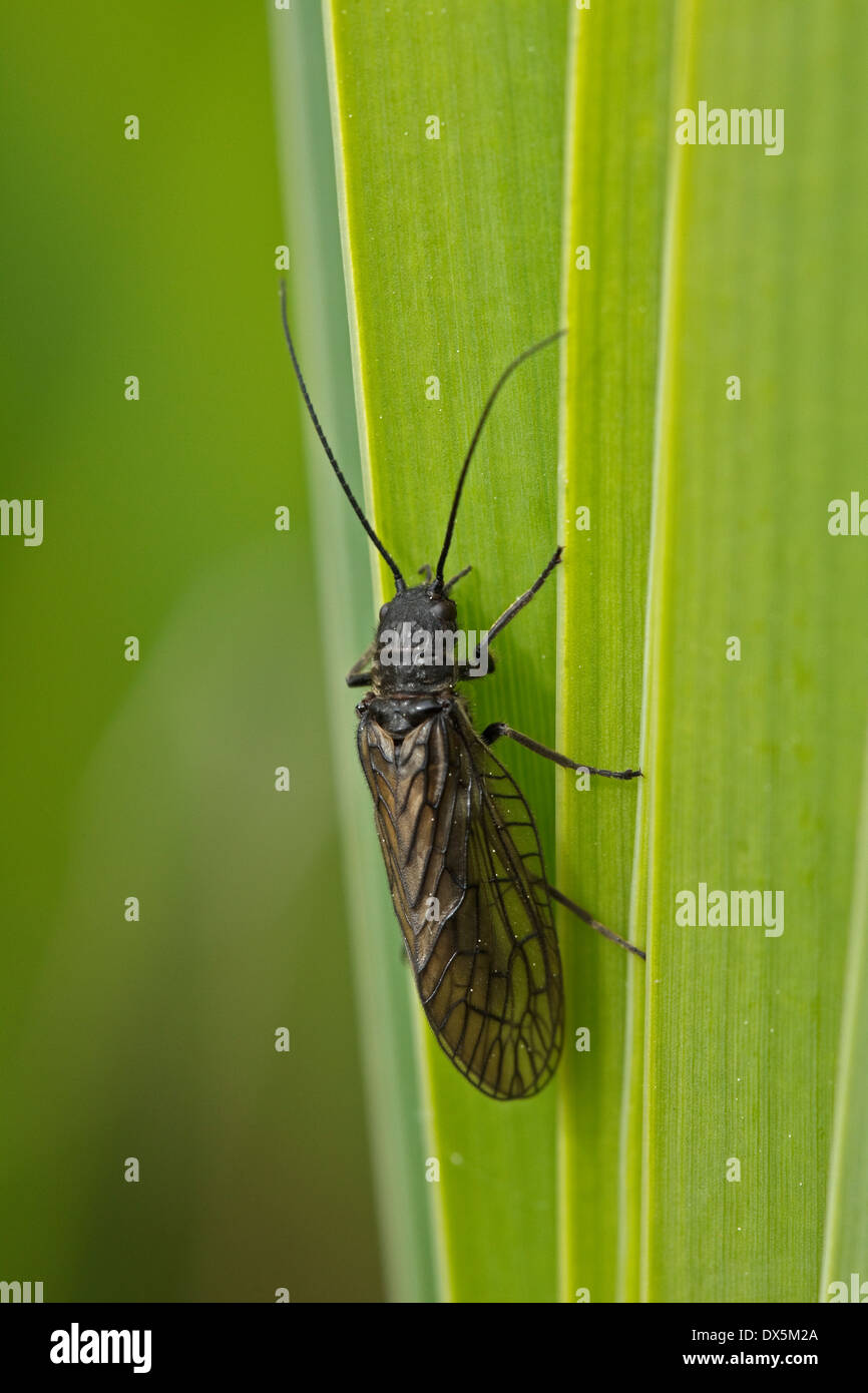 Alder fly (Sialis lutaria) in appoggio su una foglia Foto Stock