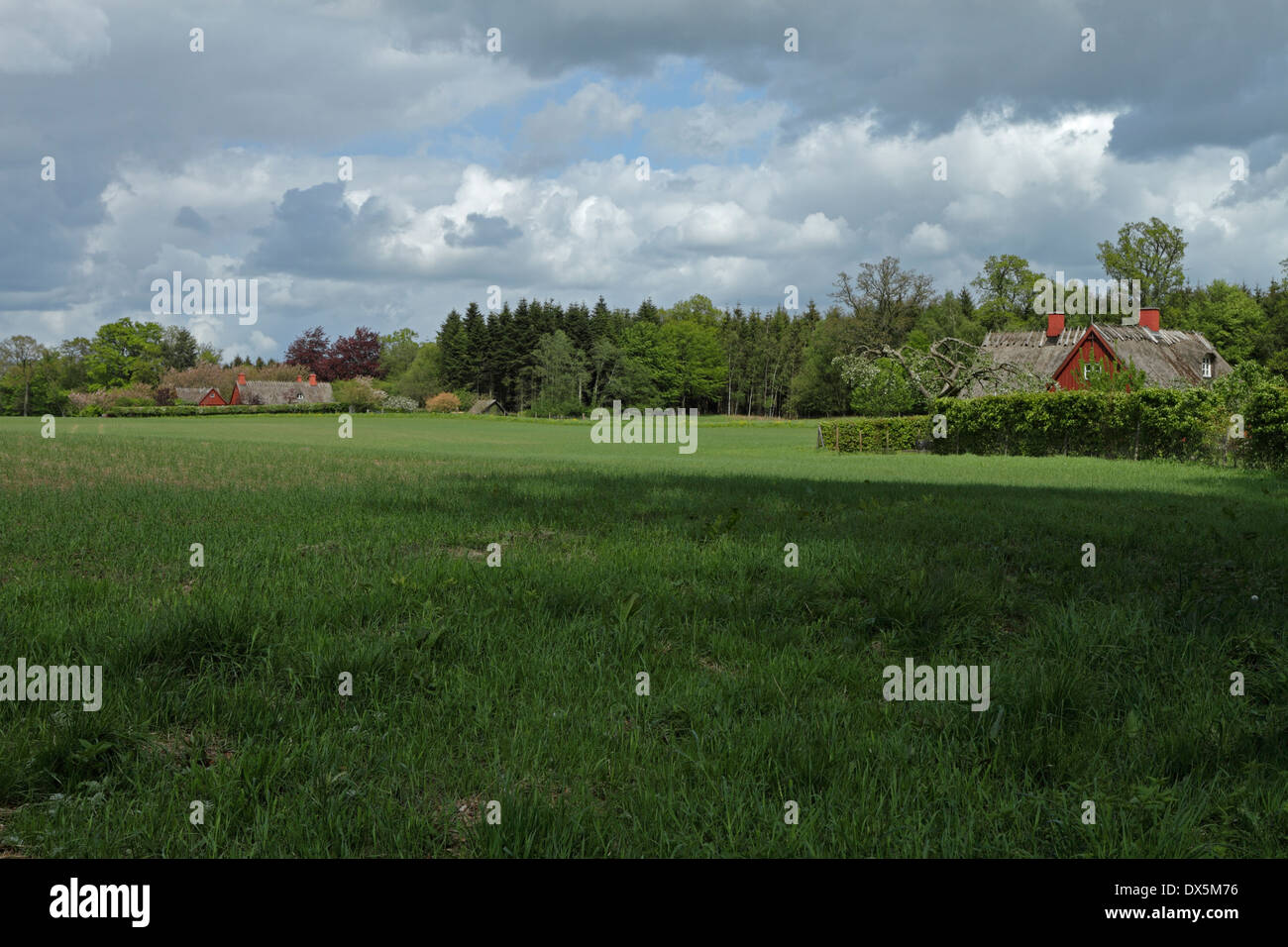 Foresta Rossa case con tetto di paglia in foresta Humleore Ringsted, Zelanda, Danimarca Foto Stock