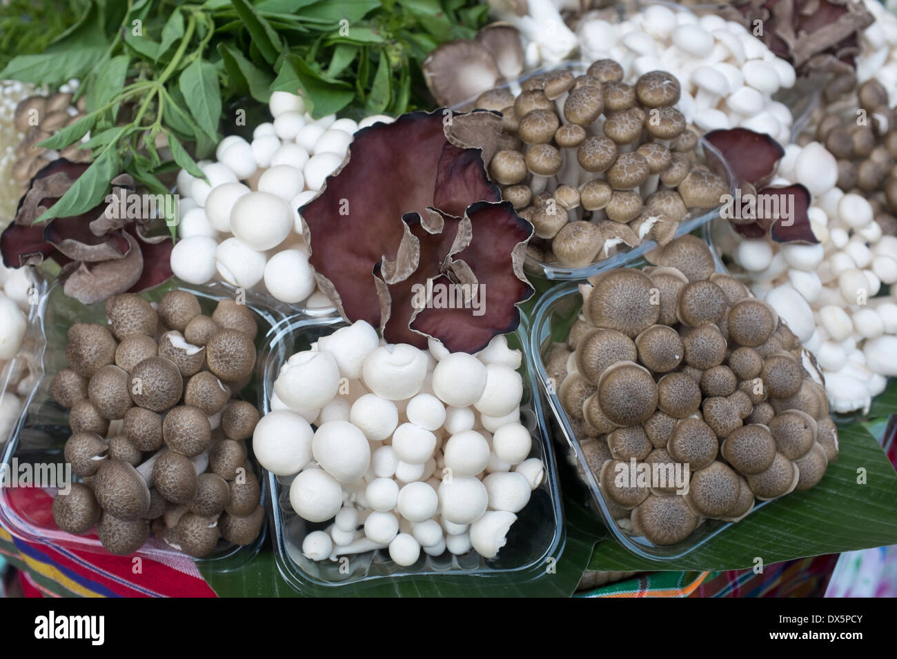 Funghi esotici in vendita presso o Tor Kor mercato vicino mercato di Chatuchak a Bangkok Foto Stock