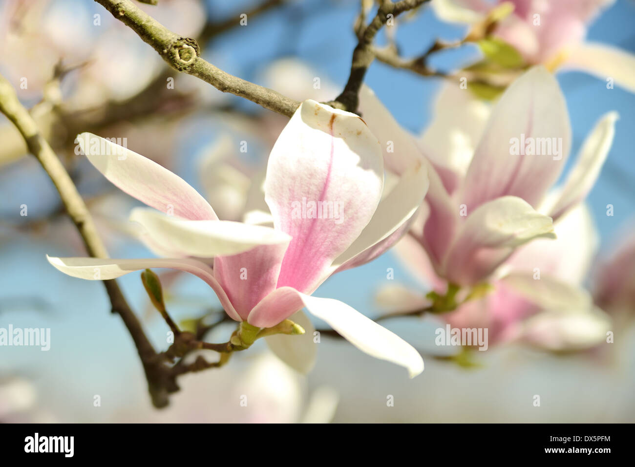 Magnolia fiori sul cielo blu. Foto Stock