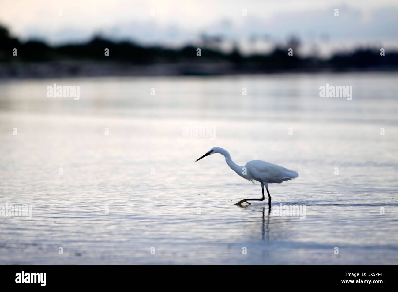 Uccelli esotici passeggiate in riva al mare durante la bassa marea, Mozambico. Foto Stock