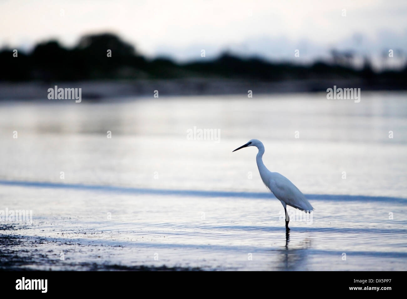 Uccelli esotici in piedi dal mare durante la bassa marea, Mozambico. Foto Stock