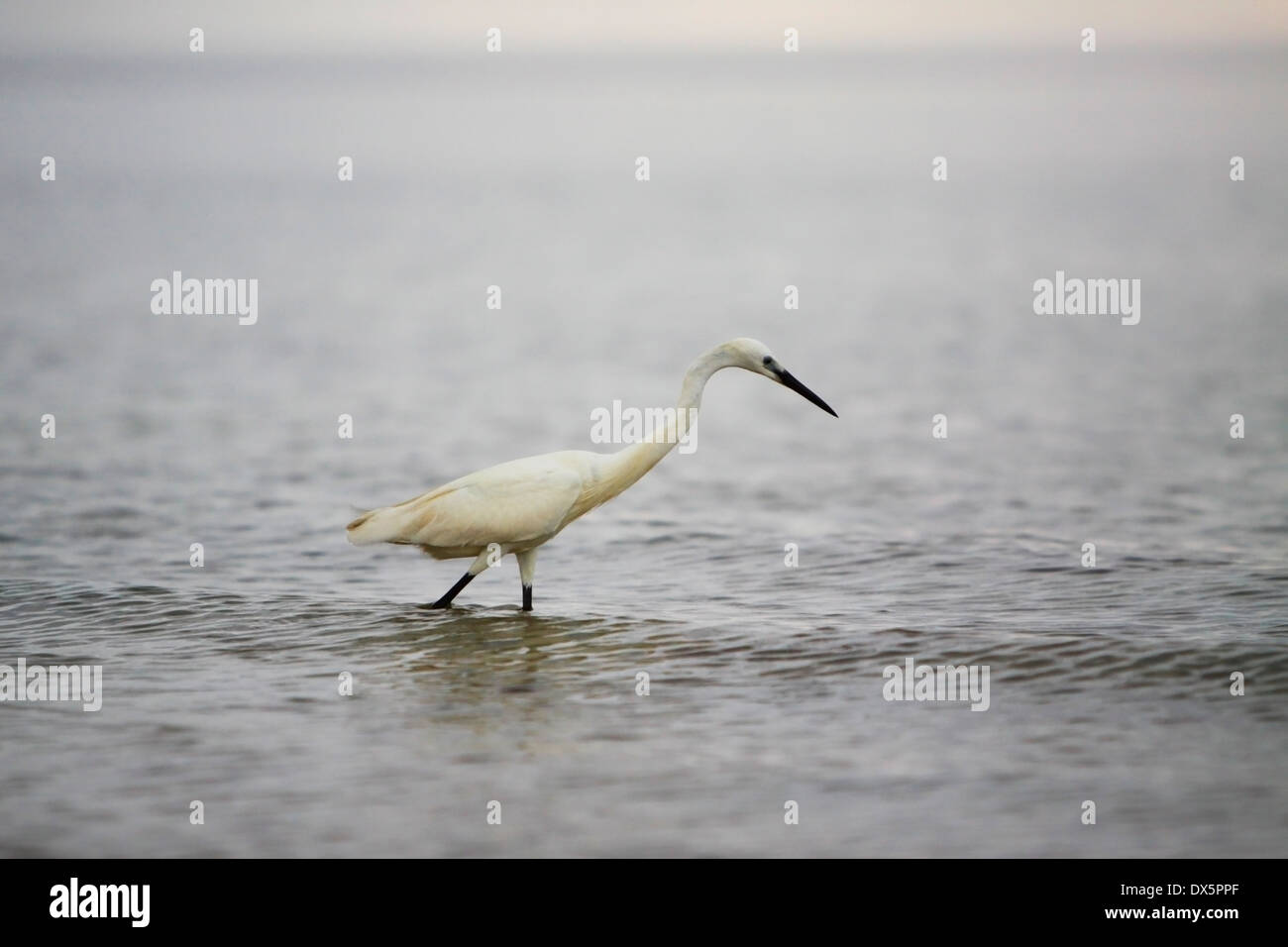 Uccelli esotici alimentazione stessa durante la bassa marea, Mozambico. Foto Stock