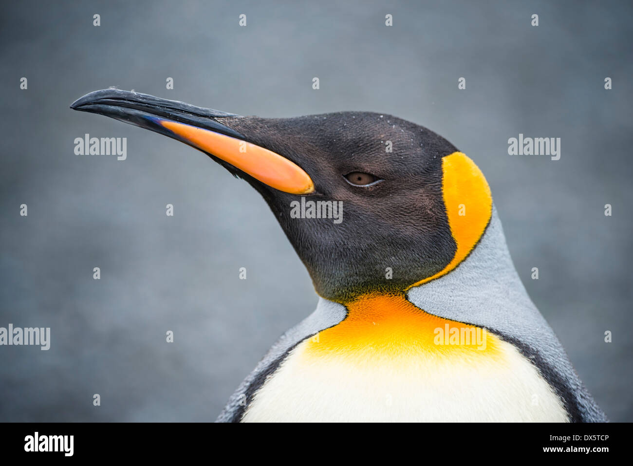 Ritratto del re pinguino Foto Stock