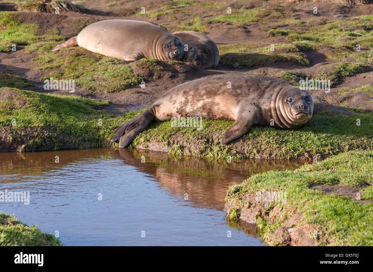 Abbandonato elefante meridionale cuccioli di foca ensoleillement Foto Stock