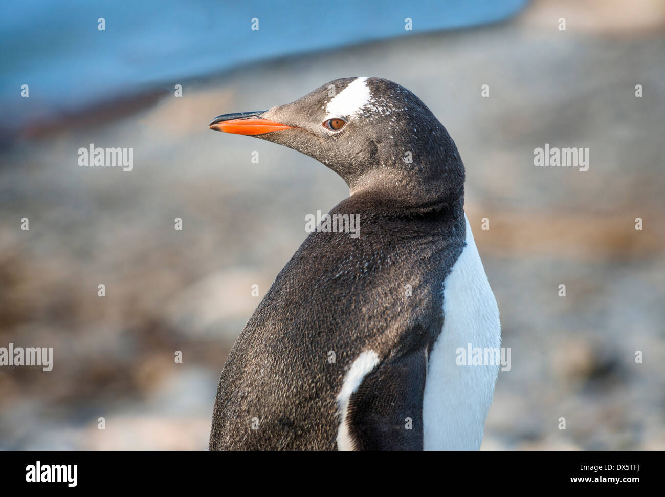 Ritratto di pinguino papua guardando sopra la sua spalla su una spiaggia Foto Stock