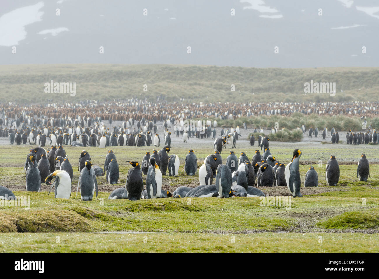 Allevamento di colonia di pinguini re sull Isola Georgia del Sud Foto Stock