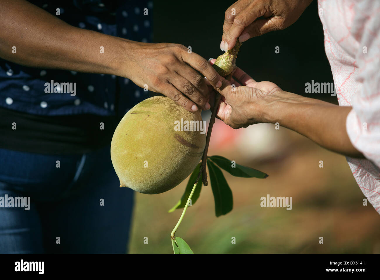 Picking Boab dadi Foto Stock