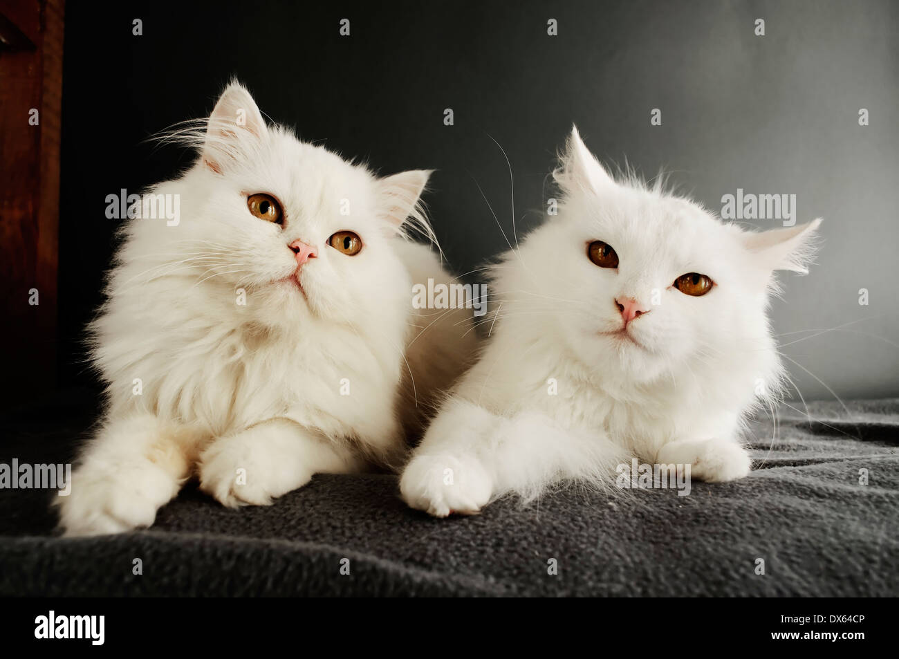 Due gatti Foto Stock