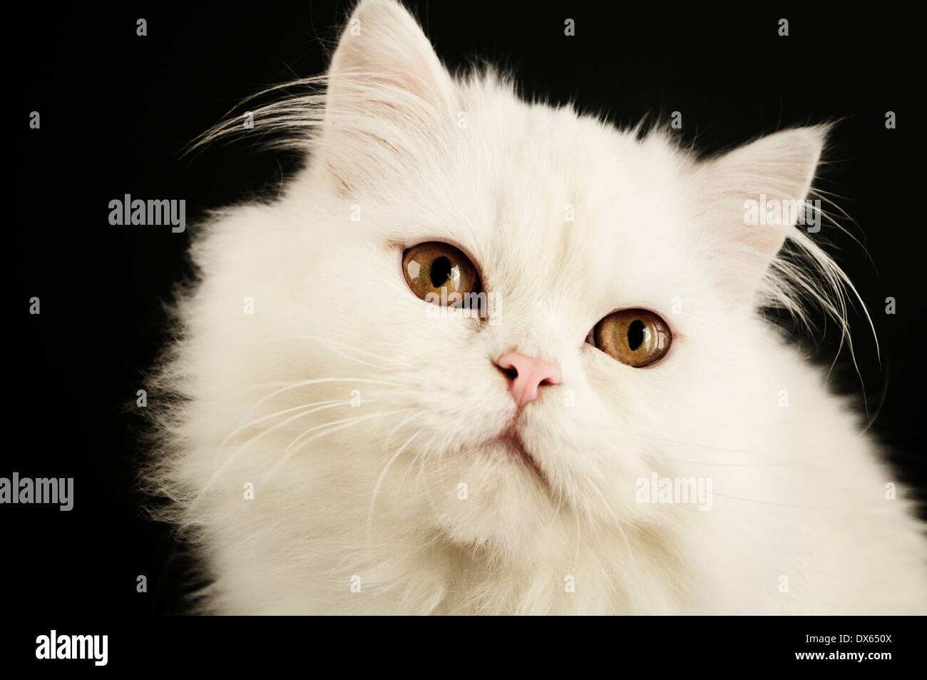 Bellissimo gatto bianco Foto Stock