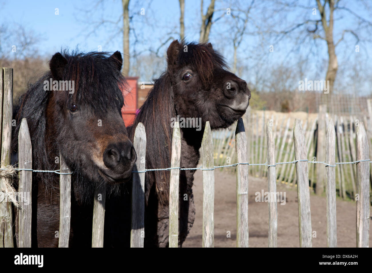 Due pony Shetland permanente al recinto e alla ricerca per la fotocamera Foto Stock