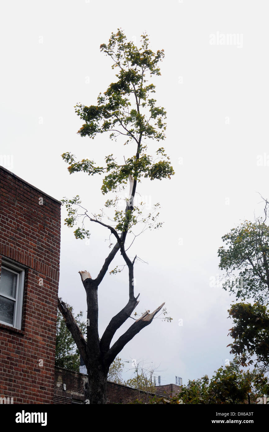 I residenti nel quartiere di Queens, a New York City, hanno risvegliato la devastazione lasciata per una notte da 'superstorm' sabbiosa. Gli alberi sono stati sradicati, frantumazione automobili e bloccando l'accesso alle strade. Il Presidente Usa Barack Obama ha dichiarato lo stato di "grandi" di emergenza in tutta New York. Gli aeroporti sono chiusi e le imprese sono invitati a non riaprire fino a quando non è sicuro di farlo. Dove: New York City, Stati Uniti quando: 30 Ott 2012 Foto Stock