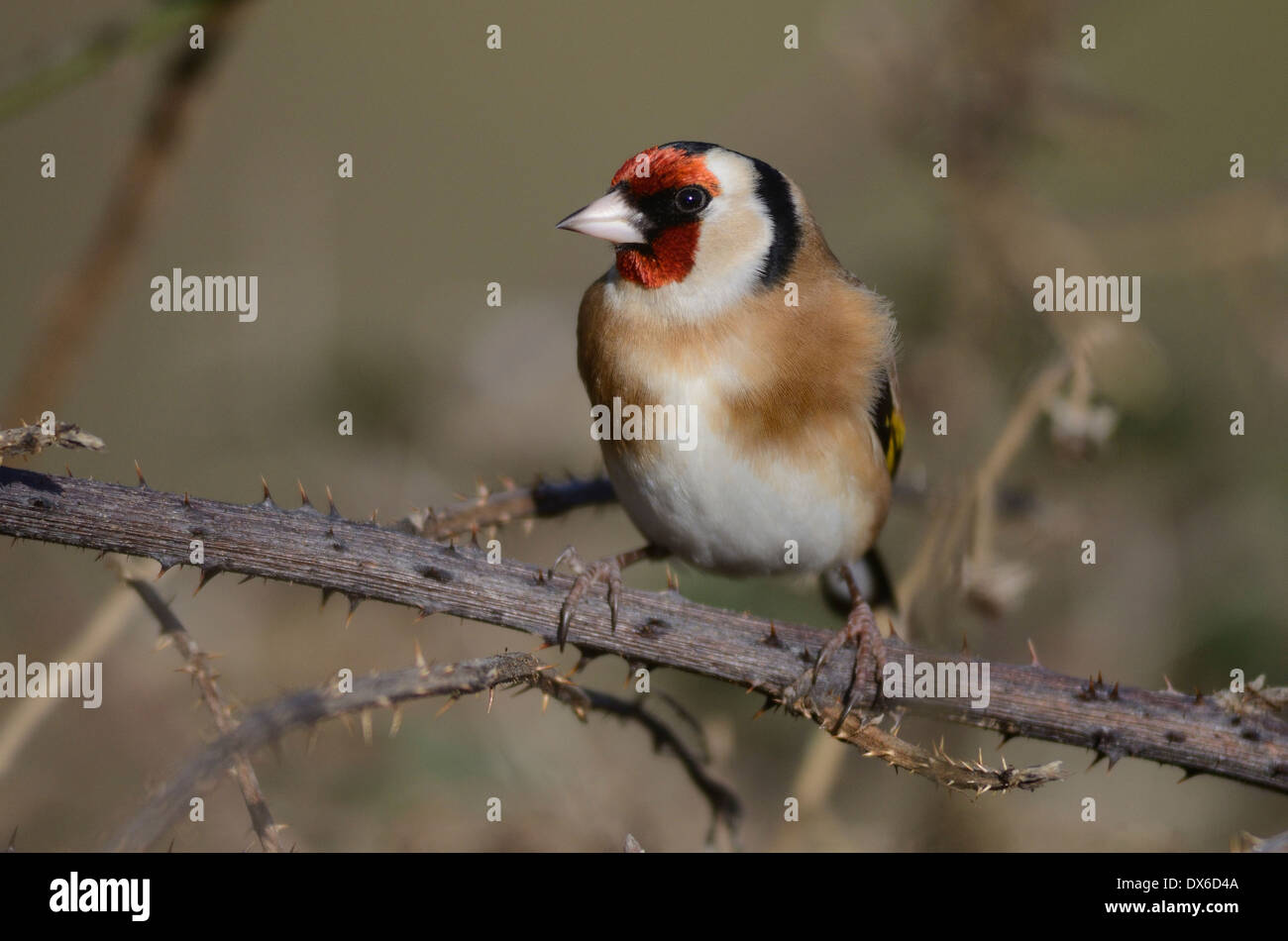 Un cardellino UK Foto Stock