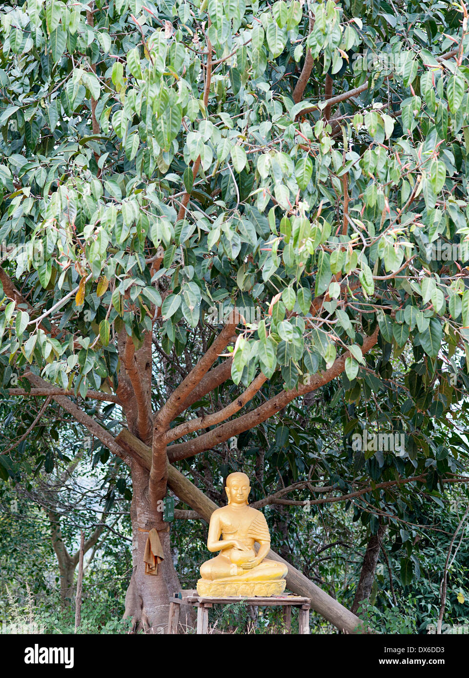 Buddha d'oro sotto un albero nel tempio motivi in Huay Pakoot villaggio nel nord della Thailandia. Foto Stock