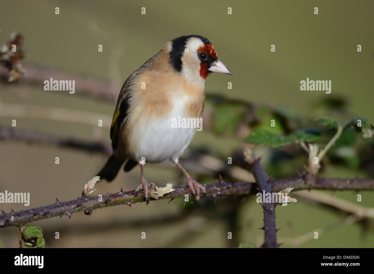 Un cardellino su un rovo REGNO UNITO Foto Stock